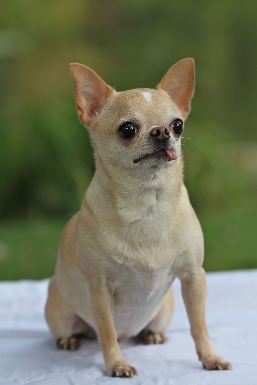 Cachorro