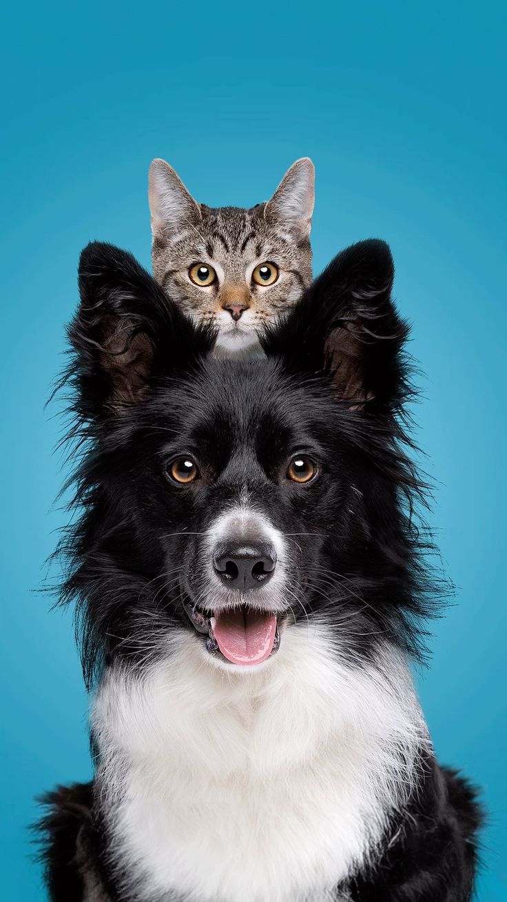 Cão e gato